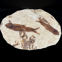Fossilien Geschenke versteinerte Knochenfische Knightia eocaena