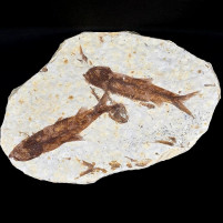 Fossilien aus Wyoming versteinerte Knochenfische Knightia eocaena