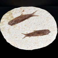 Versteinerte Fische aus dem Eozän Knightia eocaena