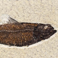 Gut erhaltener versteinerter Fisch Knightia eocaena