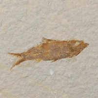 Versteinerter Knochenfisch Knightia eocaena