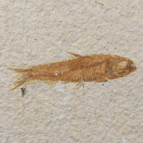 Versteinerter Fisch Knightia aus dem Eozän von Wyoming