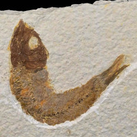 Fossilien sammeln versteinerter Knochenfisch Knightia eocaena