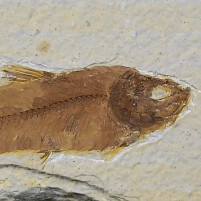Fossilien versteinerter Fisch aus dem Eozän Knightia eocaena