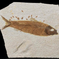 Fossiler Knochenfisch Knightia eocaena aus Wyoming