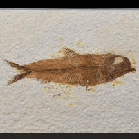 Knightia eocaena versteinerter Fisch aus dem Eozän
