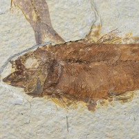 Gut erhaltener versteinerter Fisch Knightia eocaena