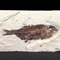 Versteinerter Fisch Nematonotus aus Haqil Libanongebirge