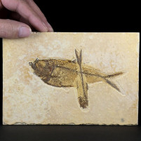 Fossilien versteinerte Knochenfische aus dem Eozän Knightia eocaena