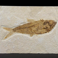 Gut erhaltener versteinerter Knochenfisch Knightia eocaena