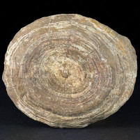 Größe Ammonit ca. 115 x 100 mm Ganze Stufe ca. 150 x 106 mm