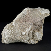 Versteinerte Koralle Actinastrea Fossilien aus Österreich