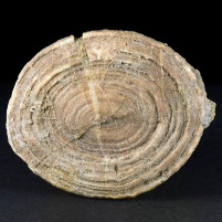 Versteinerte Einzelkoralle Cunnolites aus der Kreidezeit