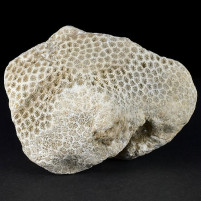Fossilien aus Österreich versteinerte Koralle Actinastrea sp.