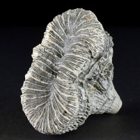 Versteinerte Koralle Placosmilia sp. aus der Oberkreide