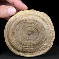 Fossilien große versteinerte Koralle Cunnolites sp. aus Österreich