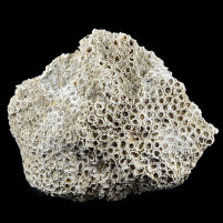 versteinerte Koralle Plesiastraea desmoulinsi EDWARDS & HAIME 1851