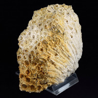 schöne versteinerte Koralle aus dem Miozän