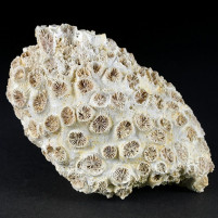 Versteinerte Koralle Tarbellastraea conoidea aus dem Miozäm