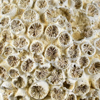 Tolle versteinerte Koralle Tarbellastraea aus dem Miozän
