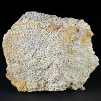 Fossilien versteinerte Korallen Plesiastraea desmoulinsi aus Ungarn