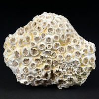 Versteinerte Koralle Tarbellastraea aus dem Miozän von Ungarn