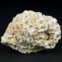 Versteinerte Koralle tarbellastraea conoidea