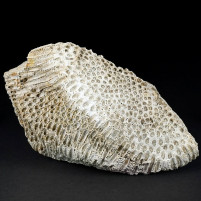 Schöne versteinerte Koralle aus dem Miozän