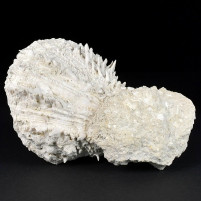 Spondylus crassicosta versteinerte Auster aus dem Miozän