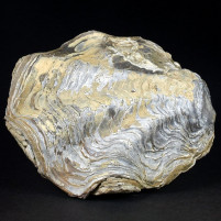 Fossilien versteinerte Auster aus der Kreidezeit