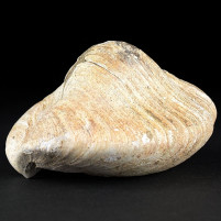 Versteinerte Muschel Congeria aus dem Miozän