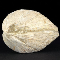 Fossilien versteinerte Muschel Congeria ungula caprea