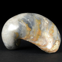 Versteinerte Austern aus der Jurazeit von Deutschland