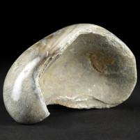 Fossilien Deutschland versteinerte Muschel Gryphaea sp.