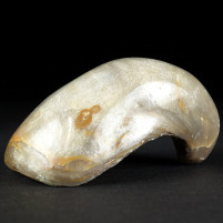 Fossilien versteinere Auster aus der Schwäbischen Alb