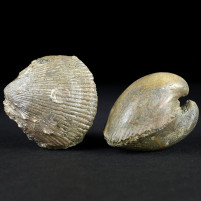 Versteinerte Muscheln aus dem Eozän von Österreich