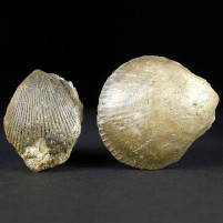 Versteinerte Muscheln vom Haunsberg Fossilien aus Österreich