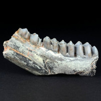 Fossilien versteinertes Säugetier Kiefer Capreolus sp. aus dem Pliozän von Ungarn