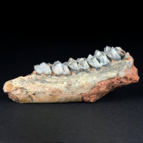 Versteinerte Säugetier Zähne aus dem Pliozän von Ungarn
