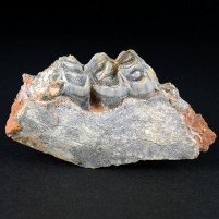 Versteinerte Säugetier Zähne Capreolus aus dem Pliozän