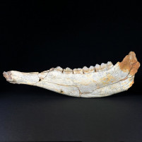 Fossilien versteinerter Unterkieferast einer Antilope Pliozän, Beremen Ungarn