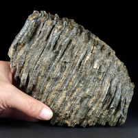 Versteinerter Wollhaarmammut Zahn aus dem Pleistozän