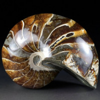 Schöner polierter versteinerter Nautilus aus der Kreidezeit