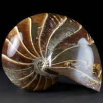 Fossilien Herrlicher versteinerter Nautilus aus der Kreidezeit