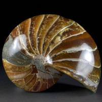 Schöner versteinerter Nautilus Cymatoceras aus der Kreidezeit