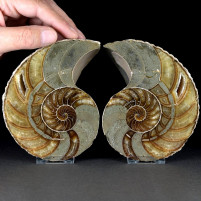 Schönes großes versteinertes Nautilus Paar aus der Kreidezeit