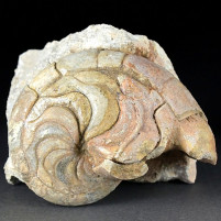 Versteinerter Nautilus aus dem Eozän Aturia sp. Westsahara