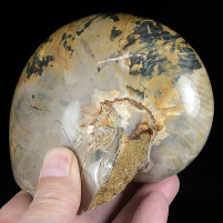 Versteinerter Nautilus Kreidezeit von Madagaskar