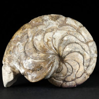 Seltener versteinerter Nautilus Aturia sp. aus dem Eozän