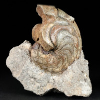 Fossilien Nautilus Aturia aus der Westsahara zum Kaufen